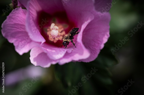 Macro of Bee on Rose of Sharon