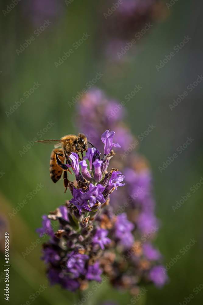 Macro of bee on Lavender. Macro of bee on Lavender.