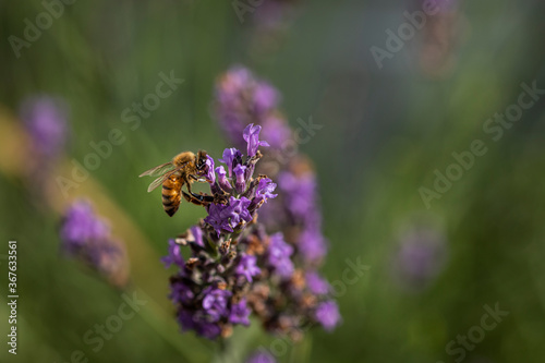 Macro of bee on Lavender. 