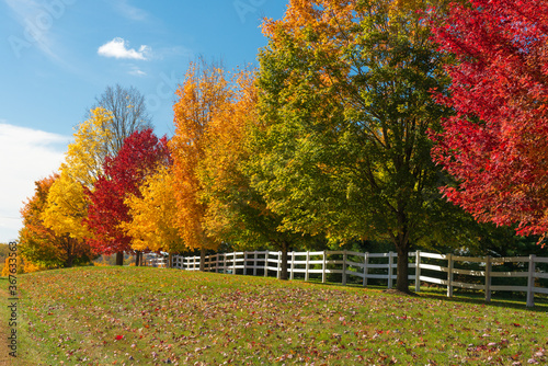 Canvas-taulu Multiple, bright colored trees in a row against a white fence in Autumn