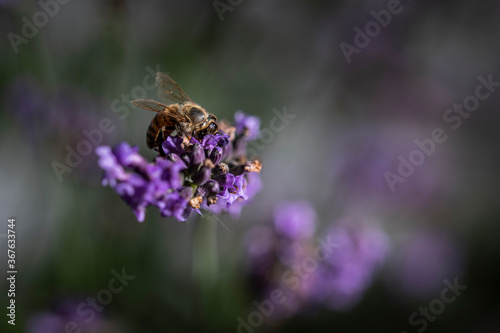 Macro of bee on Lavender.   © AGrandemange