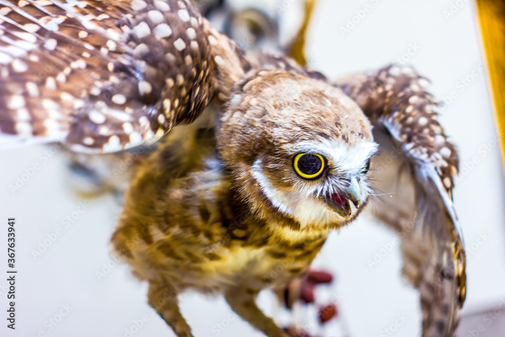 Obraz premium Lechuza buho