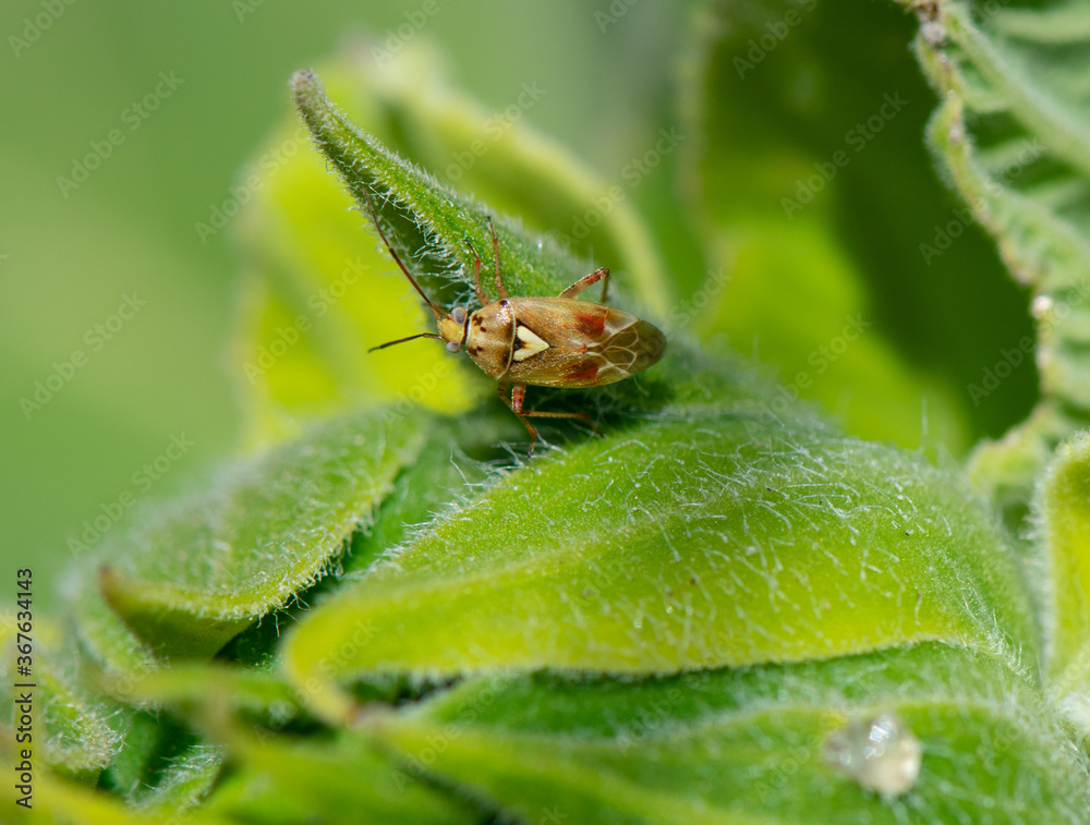 Mirid Bug (lygus pratensis) on a sunflower bud Mirid Bug (lygus pratensis) on a sunflower bud