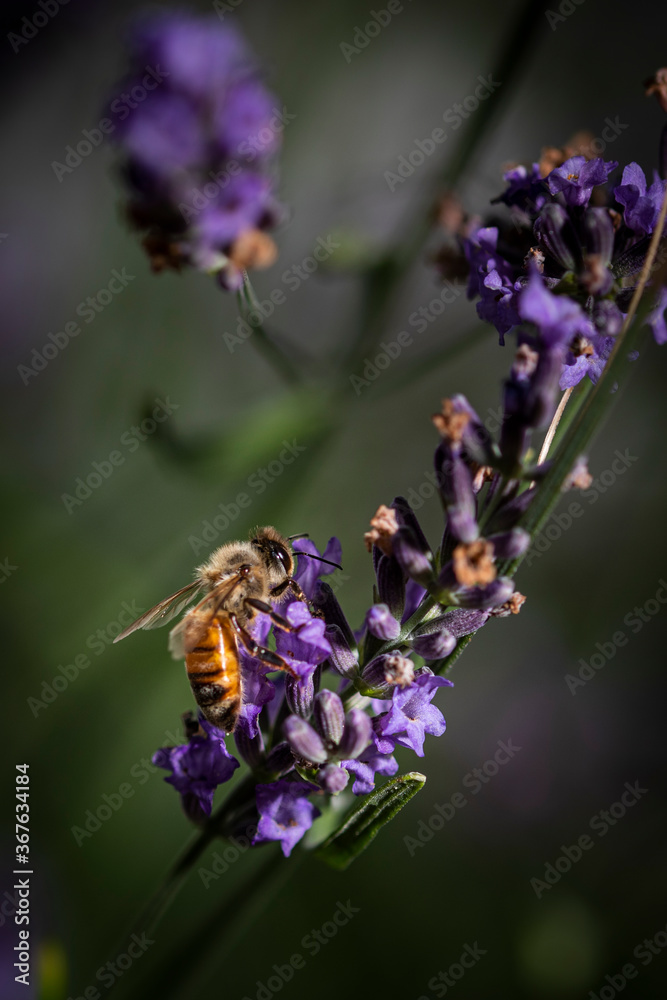 Macro of bee on Lavender. Macro of bee on Lavender.