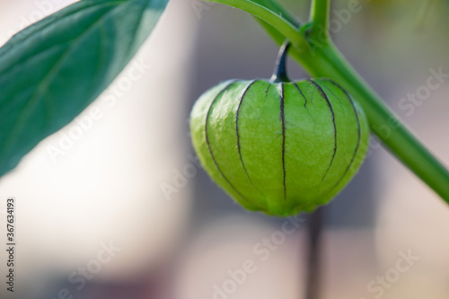 Tomatillo (Physalis ixocarpa) ripening on the plant photo