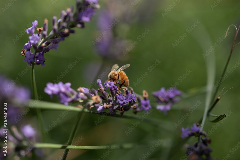 Macro of bee on Lavender. Macro of bee on Lavender.