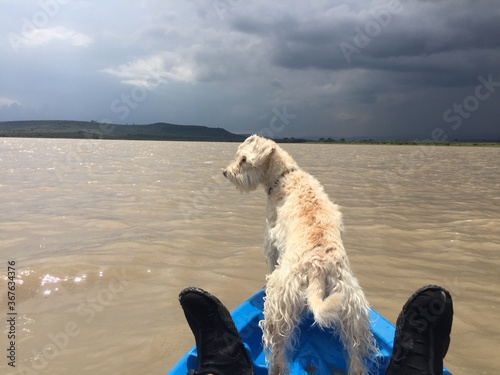 dog in kayak on the lake