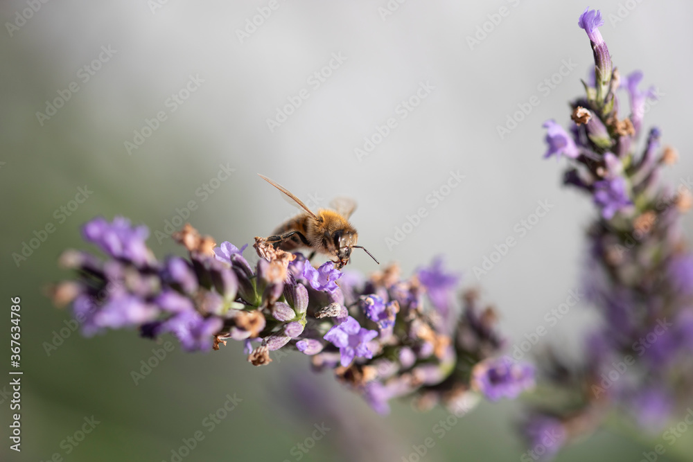 Macro of bee on Lavender. Macro of bee on Lavender.
