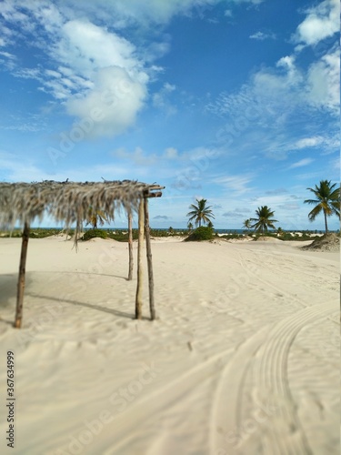 coconut tree on the beach