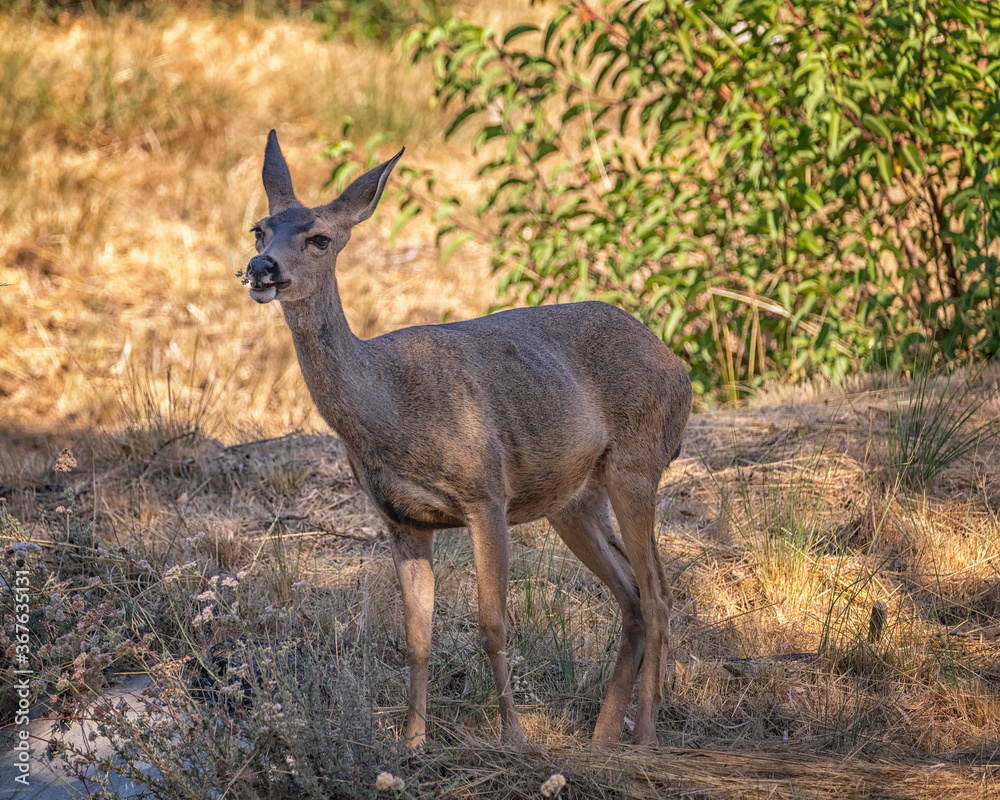 Califormia Mule Deer (Odocoileus hemionus californicus) eats grass at Lake Hollywood in Los Angeles, CA. Califormia Mule Deer (Odocoileus hemionus californicus) eats grass at Lake Hollywood in Los Angeles, CA.
