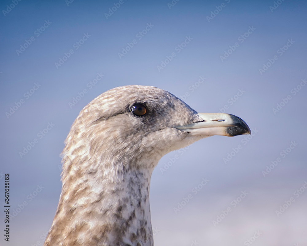 A portrait of a Ring-billed Gull (Larus delawarensis), Refugio State Beach, Goleta, CA.. A portrait of a Ring-billed Gull (Larus delawarensis), Refugio State Beach, Goleta, CA..