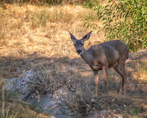 Califormia Mule Deer (Odocoileus hemionus californicus) eats grass at Lake Hollywood in Los Angeles, CA.