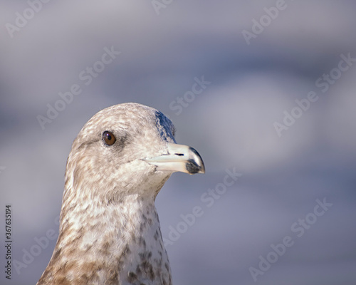 A portrait of a Ring-billed Gull  Larus delawarensis   Refugio State Beach  Goleta  CA.