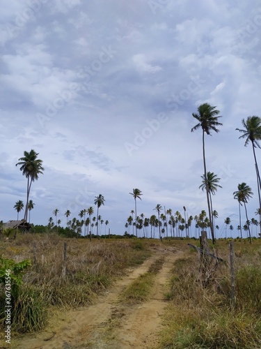 palm trees on the beach in miami