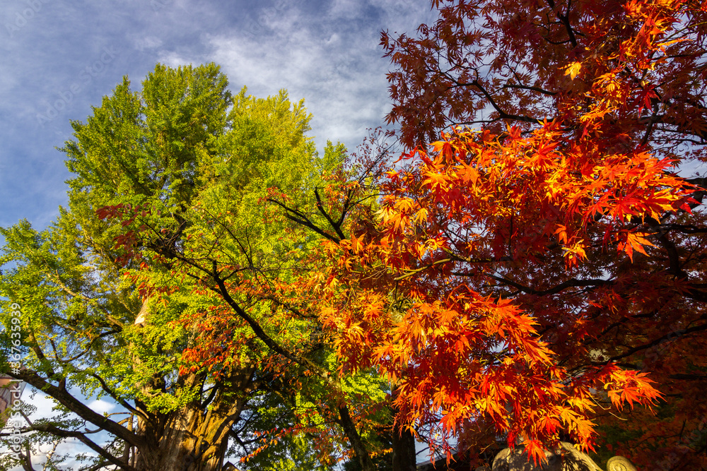 Colourful trees in Shiroyama park in Takayama (Japan) Colourful trees in Shiroyama park in Takayama (Japan)