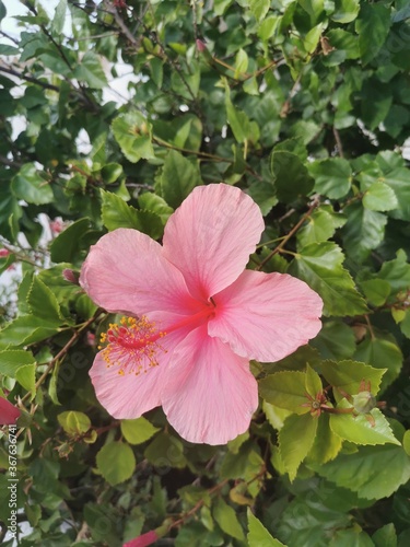 pink hibiscus flower