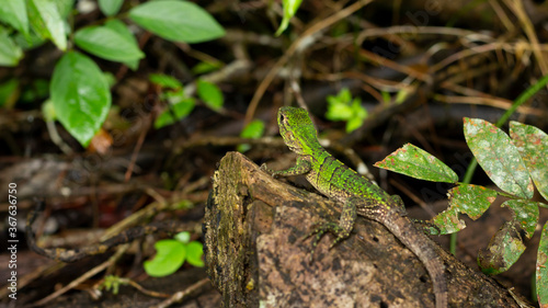 Parque Nacional Manuel Antonio, Costa Rica. Parte de la fauna silvestre que se puede encontrar en este parque nacional de Costa Rica