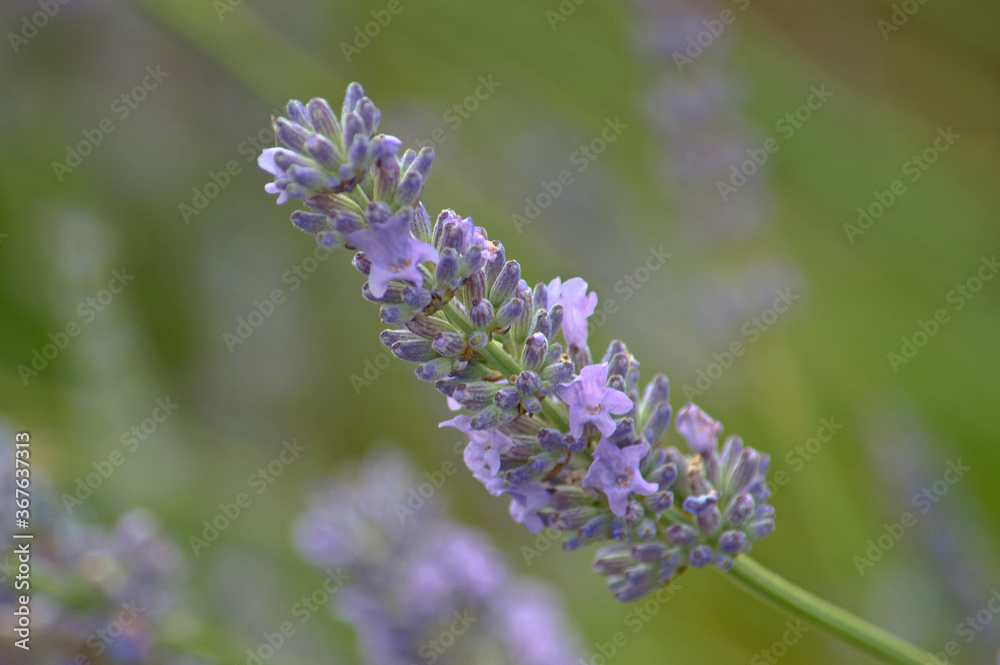Close up view of a lavender flower Close up view of a lavender flower