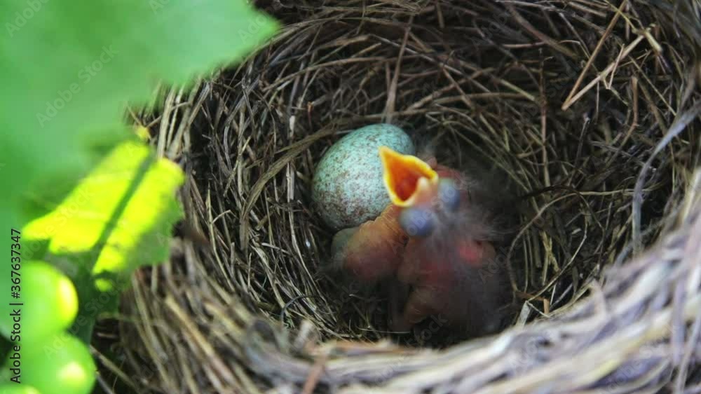Blackbird chicks in the nest. The hatched chicks in the nest require food.