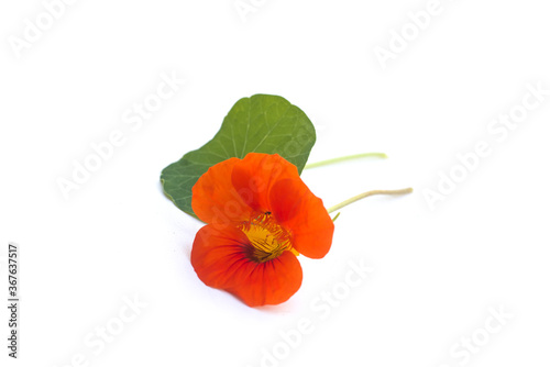 Closeup of orange flower and leaf of cress on white background - Tropaeolum majus