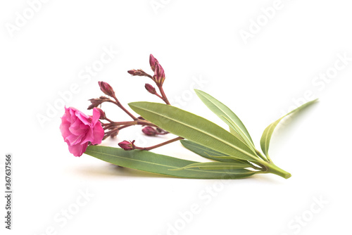 Closeup of pink flower and leaves of nerium oleander on white background