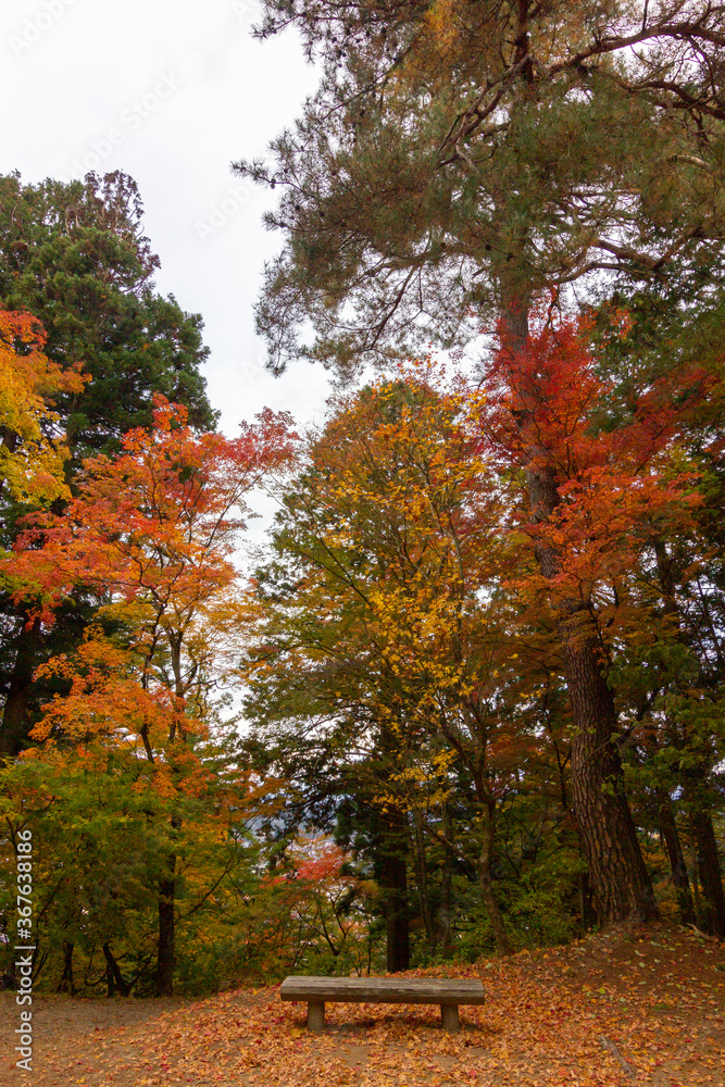 Naklejka premium Colourful trees in Shiroyama park in Takayama (Japan) 