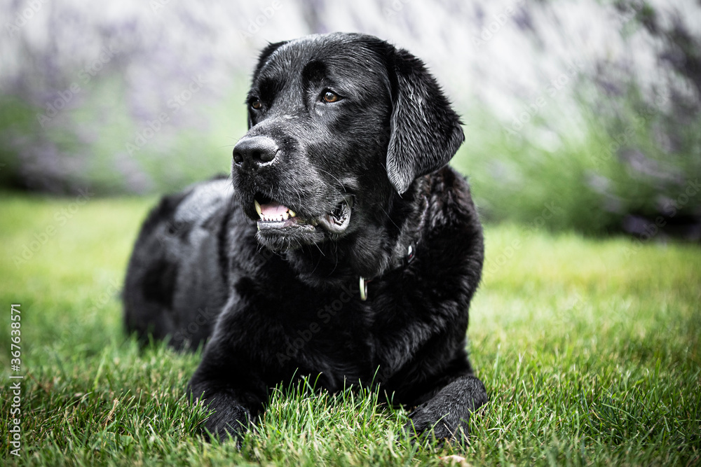 black labrador retriever