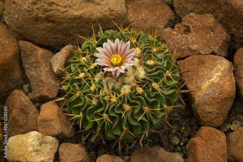 Stenocactus crispatus in the botanical garden. photo