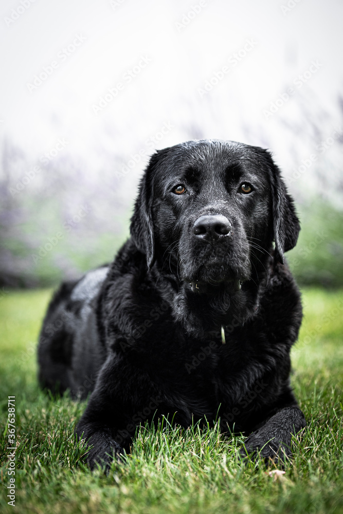 black labrador retriever