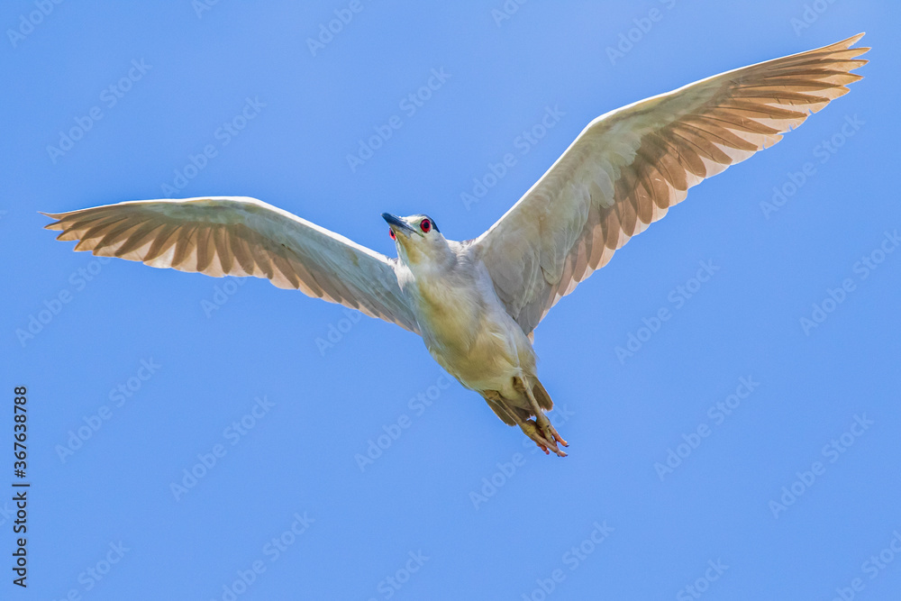 seagull in flight seagull in flight
