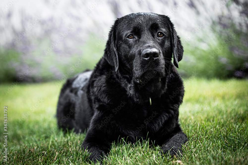 black labrador retriever black labrador retriever