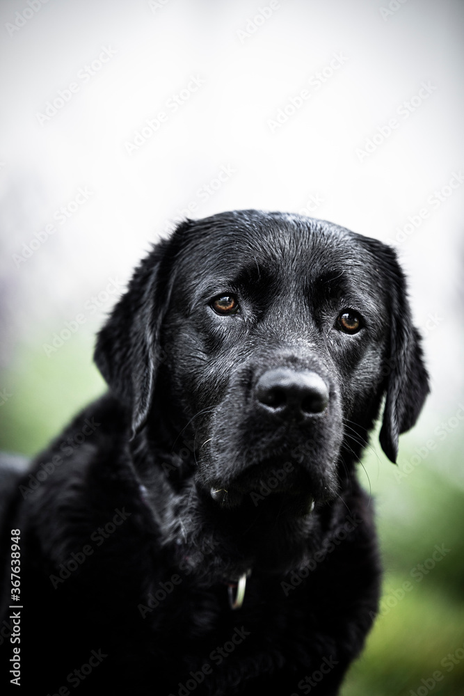 black labrador retriever