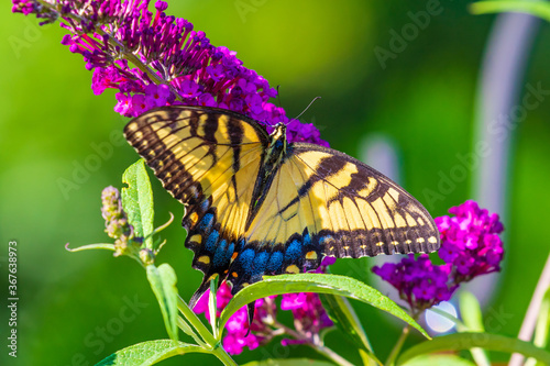 Photography butterfly on flower