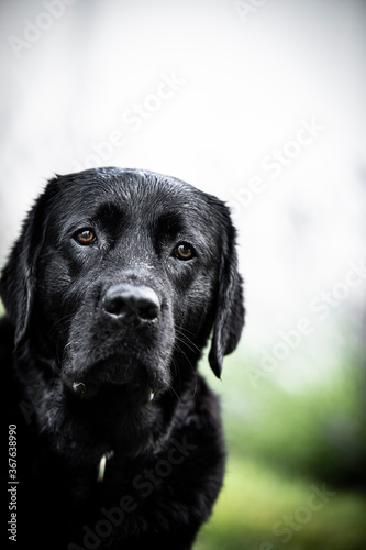 black labrador retriever © AGrandemange