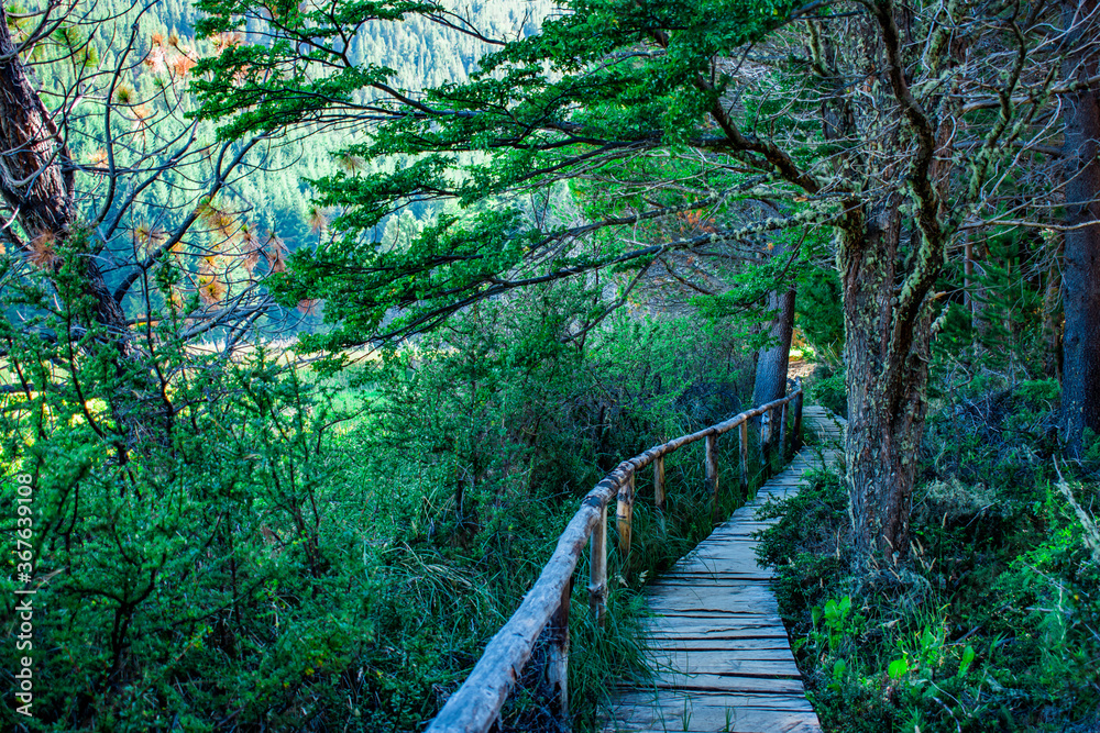 Obraz premium path in the forest