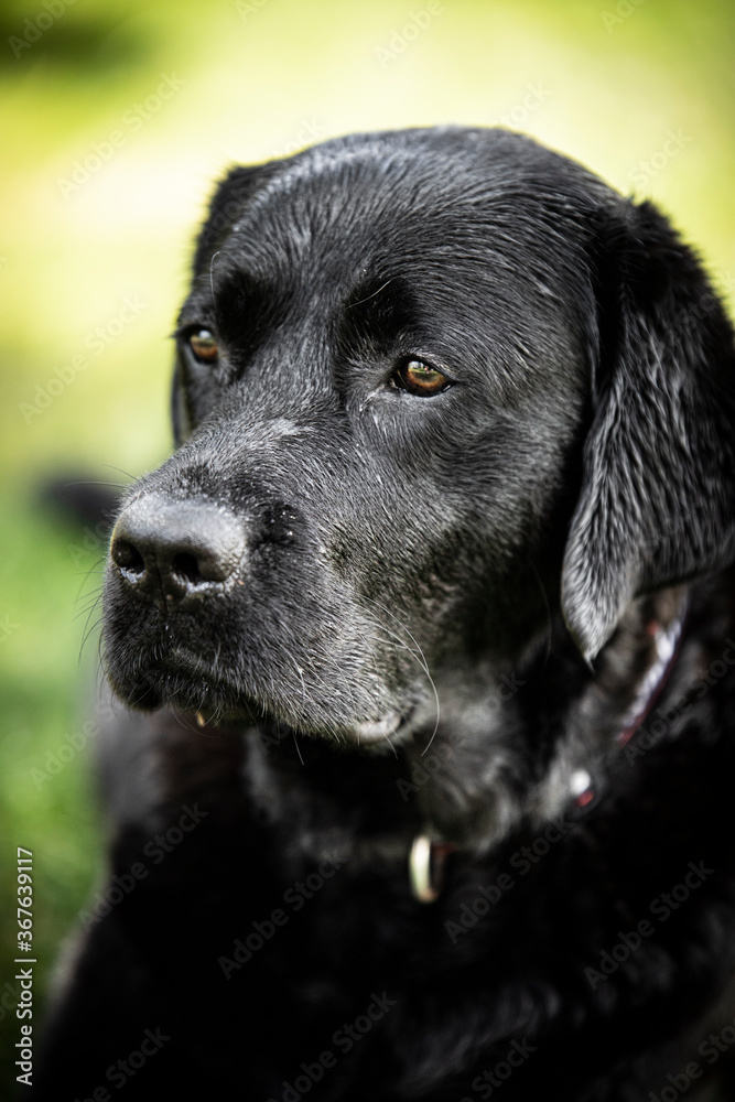 black labrador retriever black labrador retriever