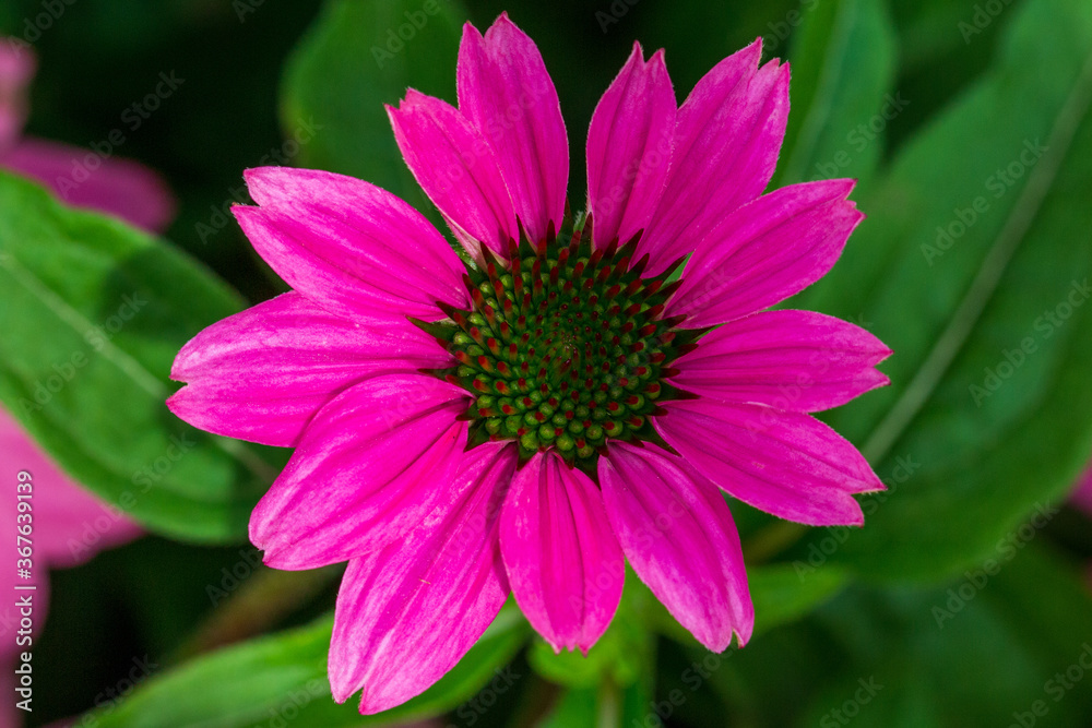 pink dahlia flower pink dahlia flower