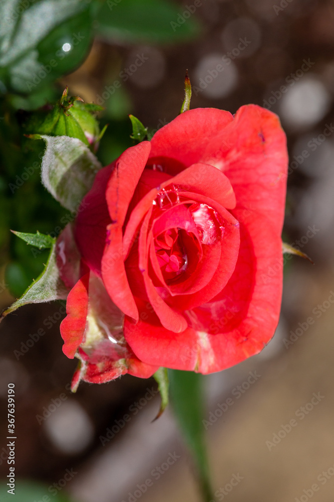 Fototapeta premium red rose with water drops
