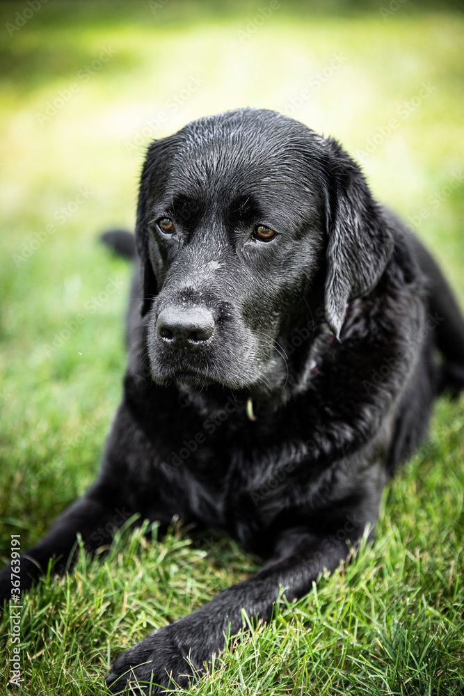 black labrador retriever