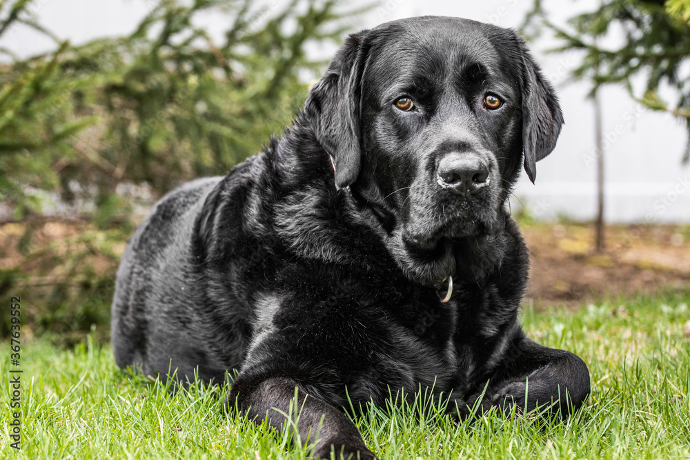 black labrador retriever