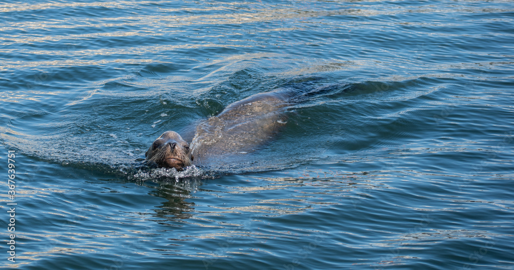 Sea lion enjoys the summer in Marina del Rey, CA Sea lion enjoys the summer in Marina del Rey, CA