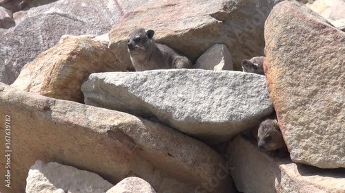 HD summer day video of rock dassies in Mossel Bay coastal town in Garden Route of Western Cape Province, South Africa
