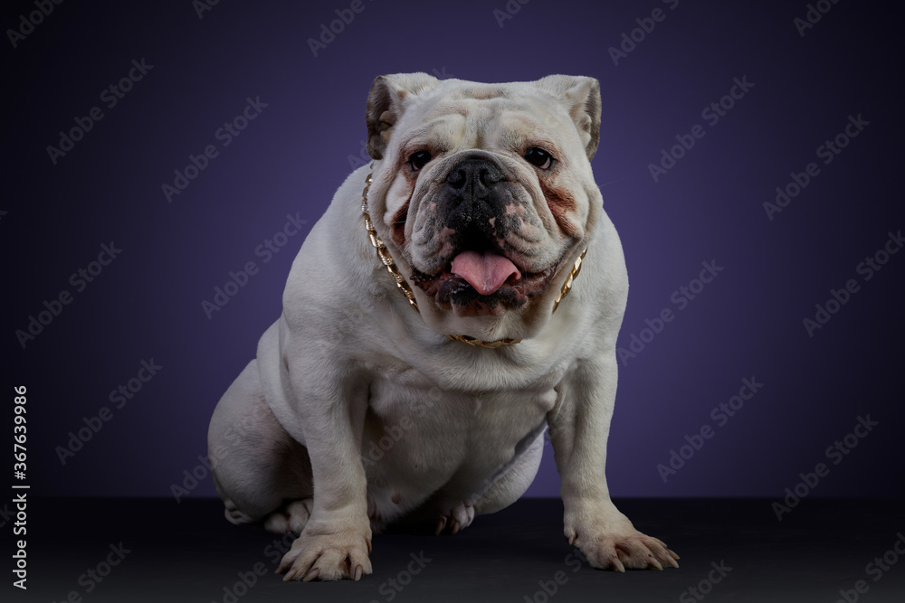 Perro bulldog color blanco en sesion de estudio con un collar dorado y  diferentes poses, sobre una superficie gris y un fondo morado