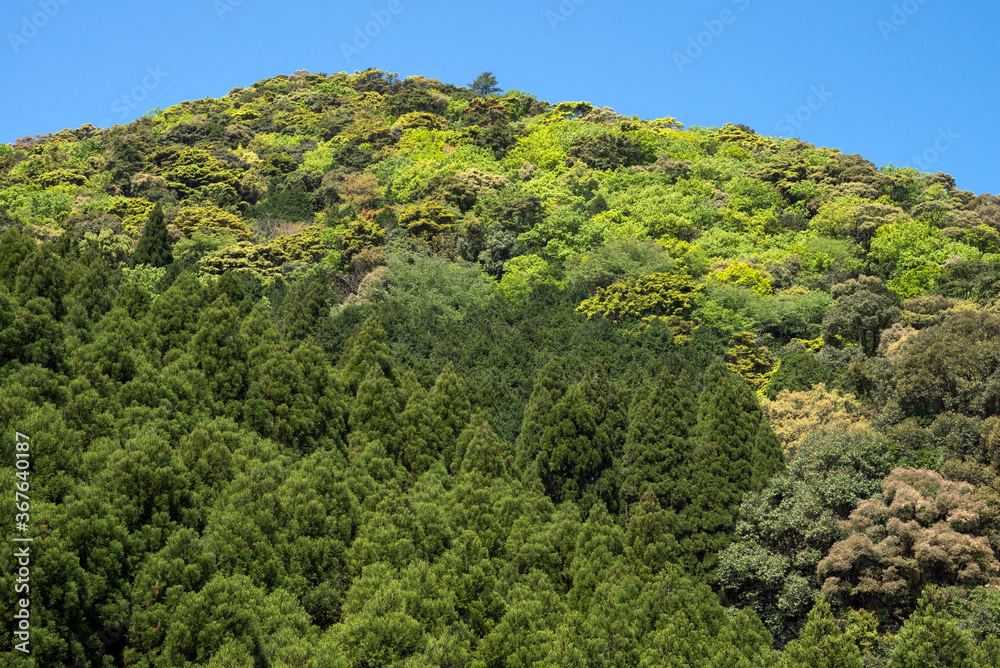 新緑の山と針葉樹林