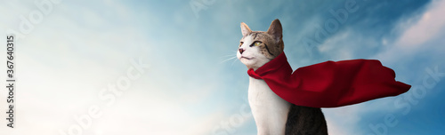 panoramic - cute super hero cat with his red cape watching the horizon - blue sky background © Jess rodriguez