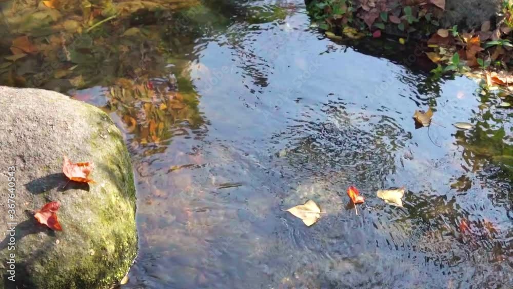 Fallen leaves on clear stream surface moving with currents Fallen leaves on clear stream surface moving with currents