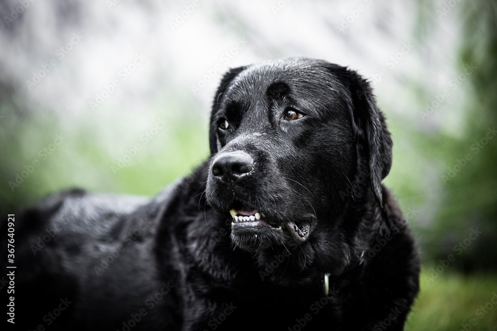 black labrador retriever black labrador retriever