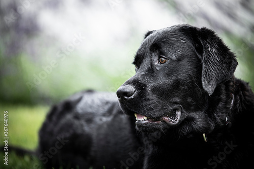 black labrador retriever