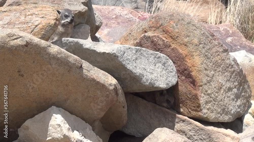 HD summer day video of rock dassies in Mossel Bay coastal town in Garden Route of Western Cape Province, South Africa