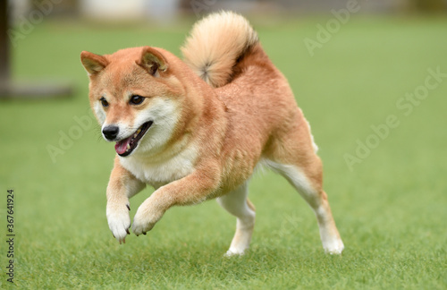 ドッグランで遊ぶ柴犬